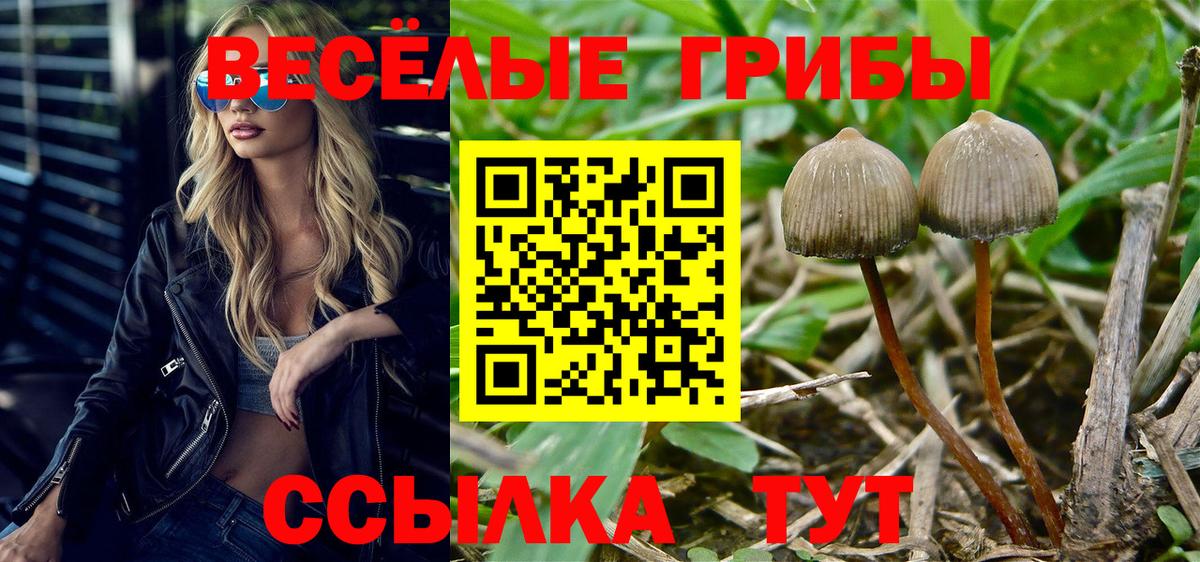 даркнет сайт  Вход с VPN  Дивногорск  Псилоцибиновые грибы GOLDEN TEACHER 